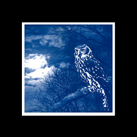 cjp_powerful owl_cyanotype