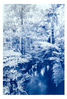 cjp_Paddy Palin Park Lindfiled_cyanotype