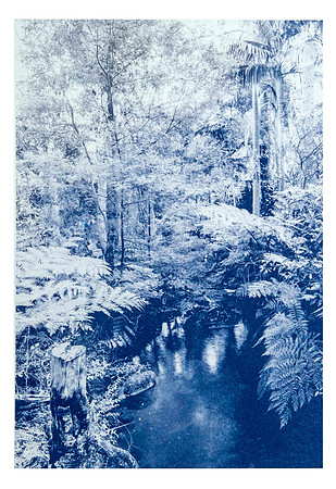 cjp_Paddy Palin Park Lindfiled_cyanotype