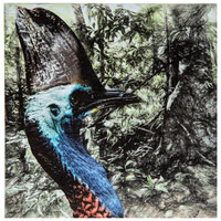 cjp_Sthn Cassowary_photopolymer gravure