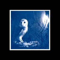cjp__ Masked Owl_cyanoptype