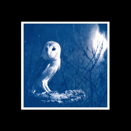 cjp__ Masked Owl_cyanoptype