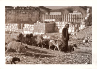 cjp_shepherd Palmyra_VDB