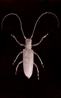 SB-Salt-Print-Beetle-2
