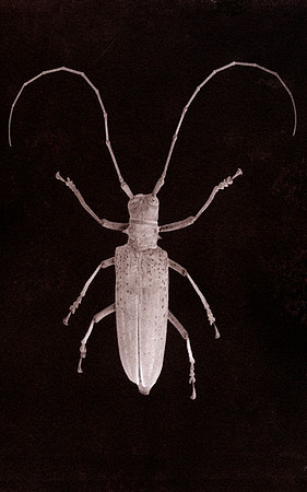 SB-Salt-Print-Beetle-2