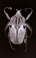 SB-Salt-Print-Beetle-3