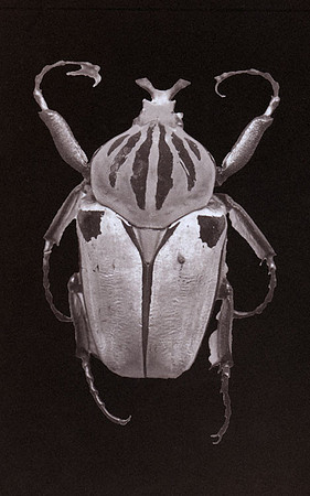 SB-Salt-Print-Beetle-3