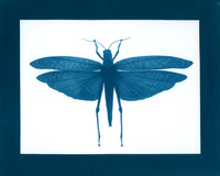 SB-Grasshopper-cyanotype