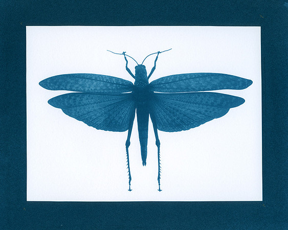 SB-Grasshopper-cyanotype