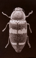SB-Salt-Print-Beetle-5