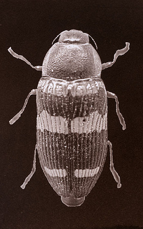 SB-Salt-Print-Beetle-5