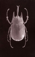 SB-Salt-Print-Beetle-4