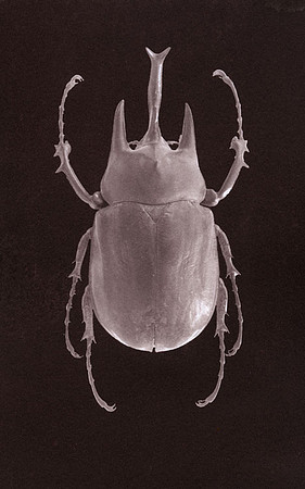 SB-Salt-Print-Beetle-4