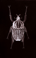 SB-Salt-print-beetle-1