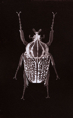 SB-Salt-print-beetle-1
